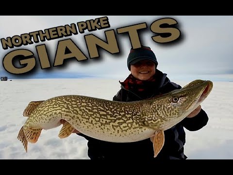 Видео: Северные щучьи гиганты озера Виннипег