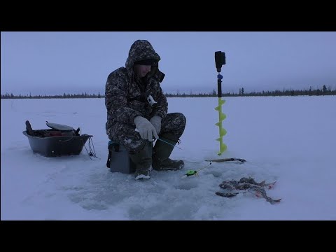 Видео: ОПУСТИЛ эту мормышку и поперла... БЕШЕНЫЙ КЛЕВ ОКУНЕЙ В ГЛУХОЗИМЬЕ.!! Зимняя рыбалка 2023-2024 г.