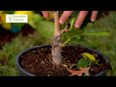 Видео: Магнолия парвариши ҳақида ўзбек тилида видео дарслик👍👍