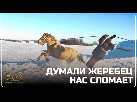 Видео: Будни Фермера/ Решили обучить еще одного жеребца/ Рассказываю какие цены и как купить у нас лошадей