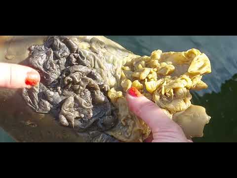 Видео: Чистка от порч на "клубничное полнолуние", и порч сделанных через кровь и на кровь, подливов, опоев.