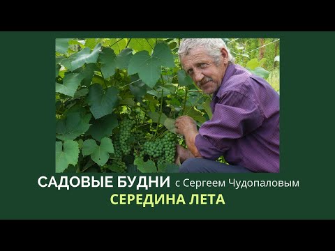 Видео: Садовые будни с Сергеем Чудопаловым. Середина лета