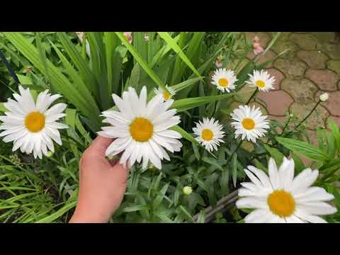 Видео: Ромашка садовая-как получить крупный и высокий цветок