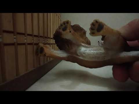 Видео: Информация для ( лайки зе шляйх) и моя коллекция диких кошек + 3 новинки