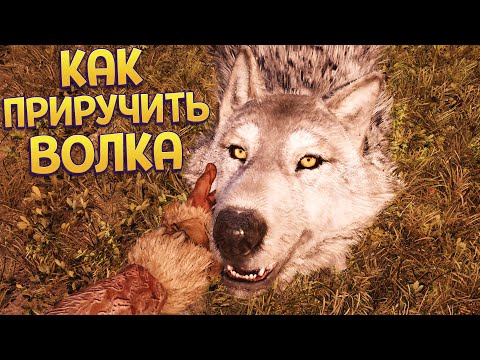 Видео: КАК ПРИРУЧИТЬ ВОЛКА ( Far Cry Primal )