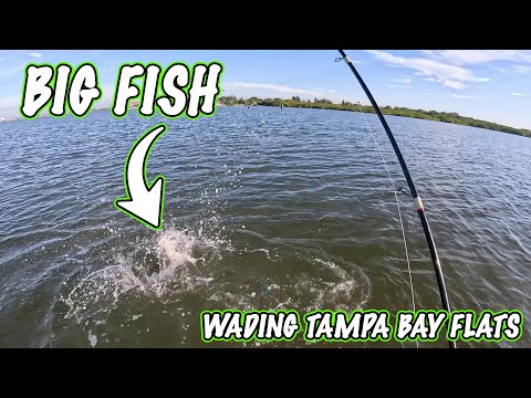 Видео: 2 дня пути ради этого НЕОЖИДАННОГО улова в Тампе-Бэй!