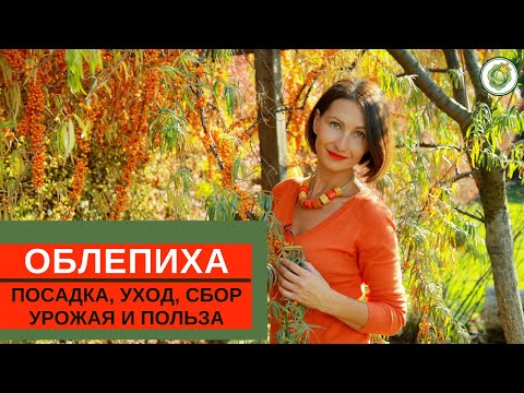 Видео: ОБЛЕПИХА - посадка, уход, польза +супер устройство для сбора урожая