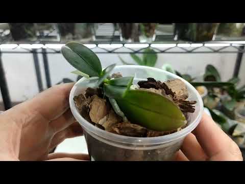 Видео: Удаляем часть гнилого листа. Почему обработка лучше фунгицидом, а не зеленкой?