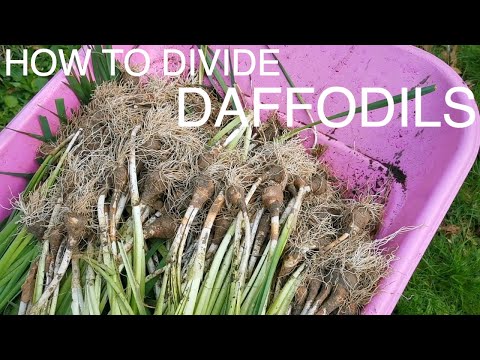 Видео: Как и зачем делить нарциссы