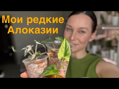 Видео: Моя коллекция редких алоказий | Уход, особенности, любимцы