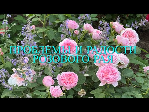 Видео: Розы цветут. Проблемы и радости розового рая. Приглашаю на прогулку в мой сад. 🌹🌹🌹