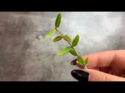 Видео: Хойи. Новинки. 1 Часть. 🌱