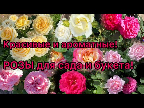 Видео: РОЗЫ. Красивые и ароматные, для сада и букета! Сорта чайно-гибридных роз на срезку.
