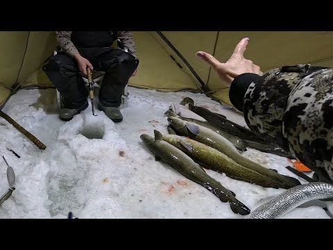 Видео: ВЗЯЛ ЖЕНУ НА РЫБАЛКУ | КУДА НАМ СТОЛЬКО РЫБЫ? | ЗИМНЯЯ РЫБАЛКА | БЕШЕНЫЙ КЛЁВ