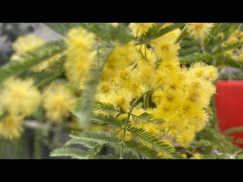 Видео: Мимоза - новое растение в моей теплице , пересаживаю, начинаю растить и набираться опыта😉