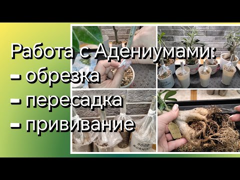 Видео: АДЕНИУМ | ОБРЕЗКА, ПЕРЕСАДКА, ПРИВИВАНИЕ