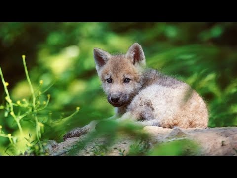 Видео: Волчонок Пожар - неизвестный исполнитель (под гитару)