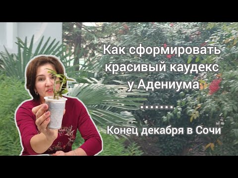 Видео: Как сформировать красивый каудекс у Адениума. Конец декабря в Сочи.