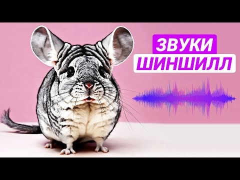 Видео: Звуки шиншилл и их значение