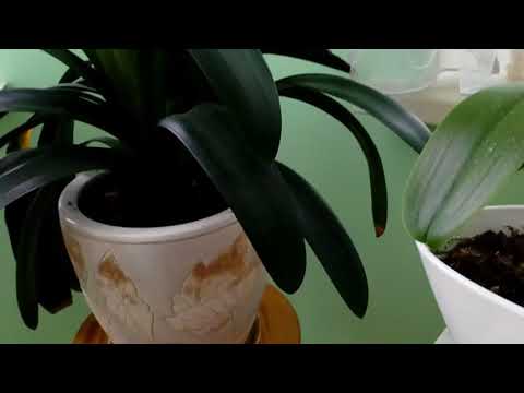 Видео: Зацвел Кринум  Кливия киноварная Март 2018.                    # домашние цветы# кринум# кливия