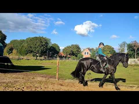 Видео: Das Dorfleben im Norden жизнь в деревне на севере Германии #pferde #reiten #лошади