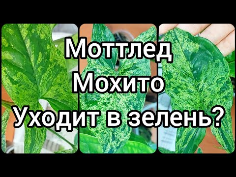 Видео: #ответы на #вопросы #СИНГОНИУМ #МОХИТО 🌿МОТТЛЕД уходит в зелень?🌸Исправление🌿 #цветы #растения