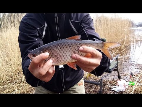 Видео: Ловля плотвы ранней весной на поплавок.Ловля плотвы на поплавочную удочку