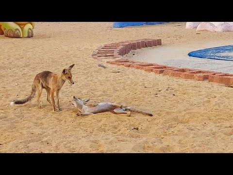 Видео: Поцелуи в жаркий день/נשיקות ביום השמש