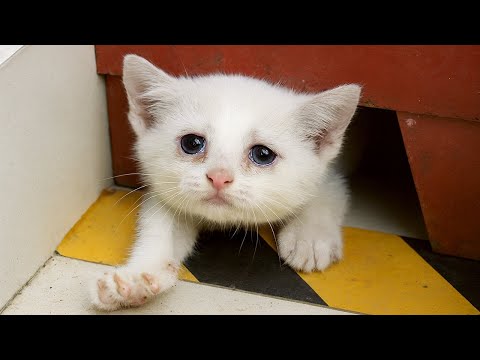 Видео: Котёнок дрожал под ящиком и не выходил...Женщина поставила миску — то, что он сделал потом, поразило
