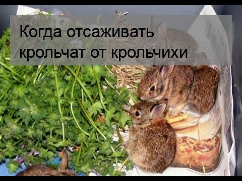 Видео: Когда отсаживать крольчат от крольчихи