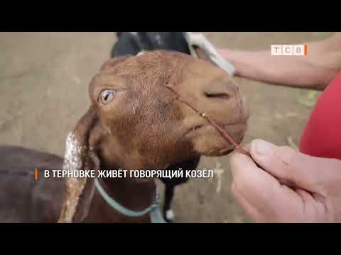 Видео: В Терновке живёт говорящий козёл