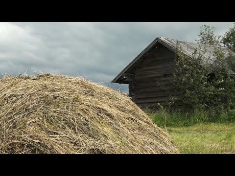 Видео: Специальный репортаж «Сенокос в Тимонихе»