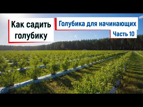 Видео: Как посадить голубику // Голубика для начинающих. Часть 10