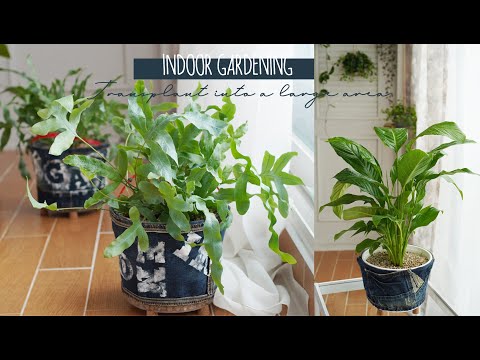 Видео: Джинсовые горшки, переработка пластика, весенняя смена горшка, цикл внесения удобрений