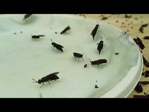 Видео: Как устроен инсектарий чёрной львинки