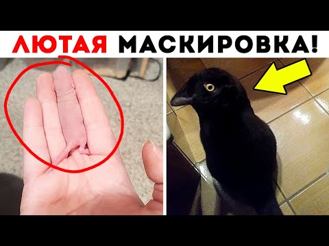 Видео: 55 Лютых Гениев Маскировки!
