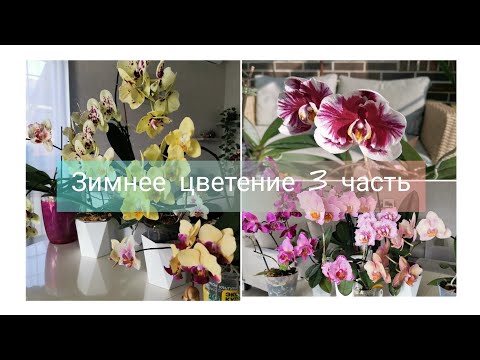 Видео: Зимнее цветение орхидей 3 часть. Шоколад, Блэк Джек, Феррара, Алассио, Мики Спирит 94 и другие.