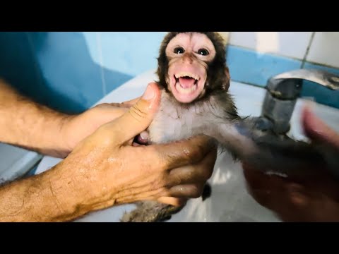 Видео: Мы ИСКУПАЛИ Тома, а потом полчаса не могли одеть ему памперсы и труселя)))