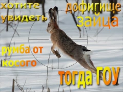Видео: охота на зайца охота с пневматикой