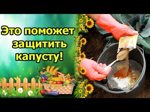 Видео: ВСЕГДА ЗАЩИЩАЮ КАПУСТУ ЭТИМИ СРЕДСТВАМИ И ВРЕДИТЕЛЕЙ НЕТ!