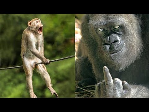 Видео: НЕВЕРОЯТНО СМЕШНЫЕ ЖИВОТНЫЕ😆😂
