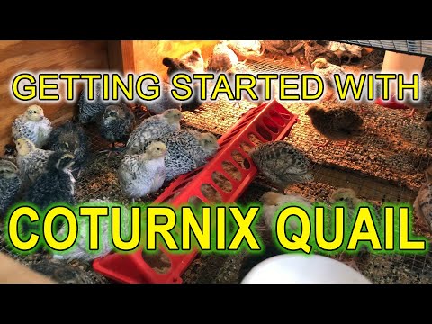 Видео: НАЧАЛО РАБОТЫ С ПЕРЕПЕЛАМИ COTURNIX — РУКОВОДСТВО ДЛЯ НАЧИНАЮЩИХ