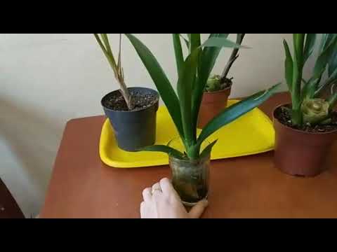 Видео: Гузмания размножение . Итоги!