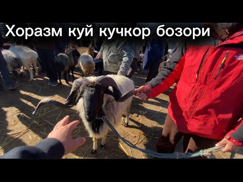Видео: ХОРАЗМ КУЙ КУЧКОР БОЗОРИ ГИГАНТ КУЧКОРЛАР ОЛАМИ