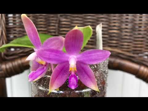 Видео: ЦВЕТЕНИЕ  phal.Jenifer Palermo и Maxillaria tenuifolia.