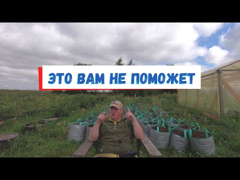 Видео: Мифы о голубике