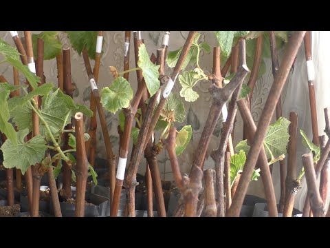 Видео: Проращивание черенков винограда. 5 "вредных" советов по укоренению
