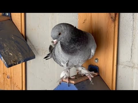 Видео: Кракен 19 универсальный солдат#shorts #takla 