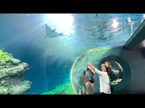 Видео: 08/31/2025. ЗООПАРК ПОЙНТ-ДЕФАЕНС , АКВАРИУМ  ТИХООКЕАНСКИХ МОРЕЙ.