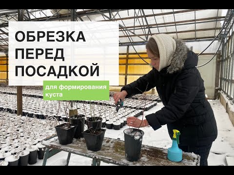 Видео: Обрезка саженцев голубики перед посадкой | Нужно ли?